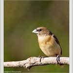 Yellow-rumped Mannikin / Lonchura flaviprymna