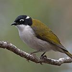 Gilbert's Honeyeater / Melithreptus chloropsis