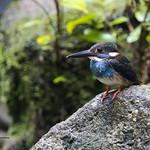 Синегрудый зимородок / Alcedo euryzona