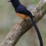 Copsychus leggei
