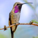 Lucifer Sheartail / Calothorax lucifer