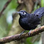 Zeledon's Antbird / Hafferia zeledoni