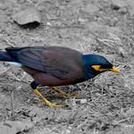 Sri Lanka Hill Myna / Gracula ptilogenys
