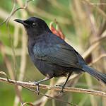 Чёрный пересмешник / Melanoptila glabrirostris