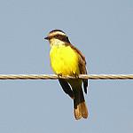 Phelpsia inornata