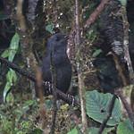 Чускейский тапакуло / Scytalopus spillmanni