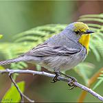 Olive-capped Warbler / Setophaga pityophila