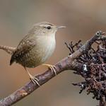 Крапивниковые / Troglodytidae фото