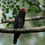 Violet Cuckoo / Chrysococcyx xanthorhynchus