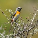 Small Minivet / Pericrocotus cinnamomeus