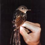 Сангирский свистун / Coracornis sanghirensis