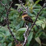 Ochraceous-breasted Flycatcher / Nephelomyias ochraceiventris