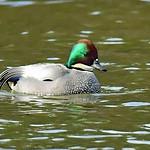 Falcated Duck / Mareca falcata