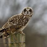 Болотная сова / Asio flammeus
