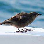 Blackish Cinclodes / Cinclodes antarcticus