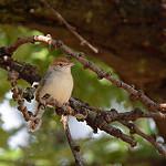 Острохвостая цистикола / Cisticola angusticauda
