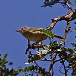 Cape Verde Warbler / Acrocephalus brevipennis