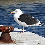 Морская чайка / Larus marinus