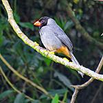 Black-cowled Saltator / Saltator nigriceps