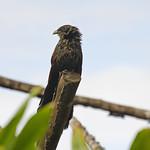 Malagasy Coucal / Centropus toulou