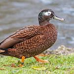 Laysan Duck / Anas laysanensis