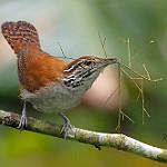 Rufous-and-white Wren / Thryophilus rufalbus