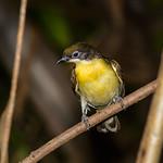 Медоуказчиковые / Indicatoridae фото