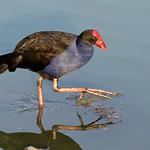 Султанка / Porphyrio porphyrio