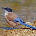 Голубая сорока / Cyanopica cyanus