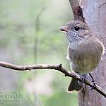 Australian Golden Whistler / Pachycephala pectoralis