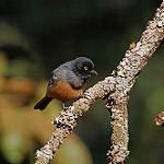 Рыжебрюхая синица / Melaniparus rufiventris