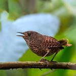 Spotted Elachura / Elachura formosa