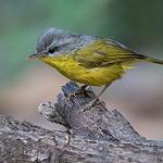 Grey-hooded Warbler / Phylloscopus xanthoschistos