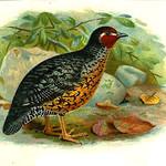 Manipur Bush Quail / Perdicula manipurensis
