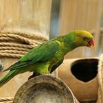Желтоголовый лорикет / Trichoglossus euteles