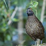 Tawny-faced Quail / Rhynchortyx cinctus