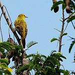 Фатухивская камышовка / Acrocephalus mendanae
