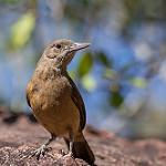 Sandstone Shrikethrush / Colluricincla woodwardi