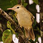 Caroline Reed Warbler / Acrocephalus syrinx