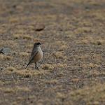 Cinnamon-bellied Ground Tyrant / Muscisaxicola capistratus