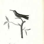 Blue-headed Hummingbird / Riccordia bicolor