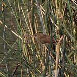 Болотная бурогрудка / Bradypterus baboecala