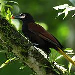 Baudo Oropendola / Psarocolius cassini