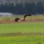 Eastern Marsh Harrier / Circus spilonotus