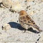 Plain Mountain Finch / Leucosticte nemoricola