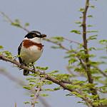 Grey-headed Batis / Batis orientalis