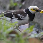Black-collared Starling / Gracupica nigricollis