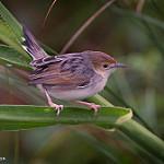 Папирусовая цистикола / Cisticola carruthersi