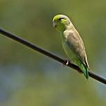 Pacific Parrotlet / Forpus coelestis
