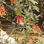 Chilean Woodstar / Eulidia yarrellii